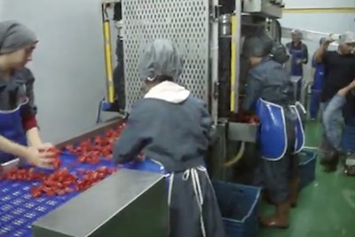 Fruit and Vegetable Slicing Segment Cutting